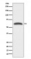 FoxO4 Antibody