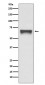 FoxO4 Antibody