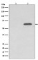 Phospho-AMPK alpha 2 (S345) Antibody