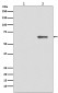 Phospho-AMPK alpha 2 (S491) Antibody