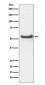 JNK3 Antibody