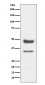 PAX6 Antibody