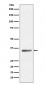 SIRT5 Antibody