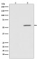 Phospho-AKT1 (S124) Antibody