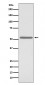 Cdc25C Antibody