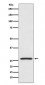 Hsp27 Antibody