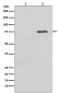 Phospho-Raf1 (S621) Antibody