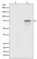 Phospho-Raf1 (S259) Antibody