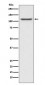 UBA1 Antibody