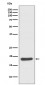 Hsp20 Antibody