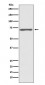 Raf1 Antibody