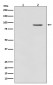 Phospho-B Raf (T401) Antibody