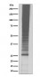 K48-linkage Specific Ubiquitin Antibody