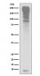 Ubiquitin Antibody