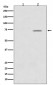 Phospho-Raf1 (S43) Antibody