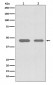 Cdc37 Antibody