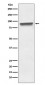 Mitofilin Antibody