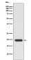 CD3D Antibody