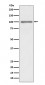 KMT6 / EZH2 Antibody