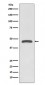 TSG101 Antibody