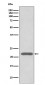 Peroxiredoxin 2 Antibody