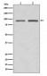 SUZ12 Antibody