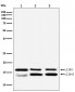 LC3B Antibody