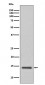 Cystatin C Antibody