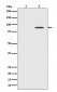 Phospho-STAT3 (Y705) Antibody