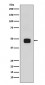 Phospho-GSK3 beta (Ser9) Antibody