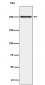 Phospho-mTOR (S2448) Antibody