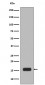 Phospho-Histone H2A.X (S139) Antibody