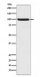 Phospho-Nrf2 (S40) Antibody