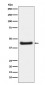 Phospho-c-Jun (S63) Antibody