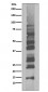 K63-linkage Specific Ubiquitin Antibody