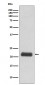 GPX1 Antibody