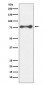 PKC delta Antibody