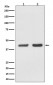 Bmi1 Antibody