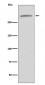 VWF Antibody