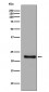 GPX1 Antibody