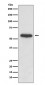 Src Antibody