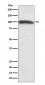 KMT6 / EZH2 Antibody