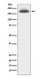 MRC1 Antibody