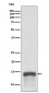 S100A9 Antibody