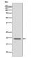 Glucagon Antibody