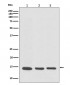 VAMP8 Antibody