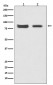 Mitofusin 2 Antibody