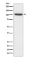 ACTN2 Antibody