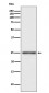 PGP9.5 Antibody