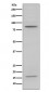 Myeloperoxidase Antibody